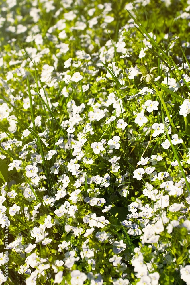 Veronica filiformis Slender speedwell blooming Veronica filiformis Slender speedwell blooming