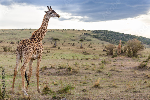 Maasai Giraffe in Serengeti Savanah