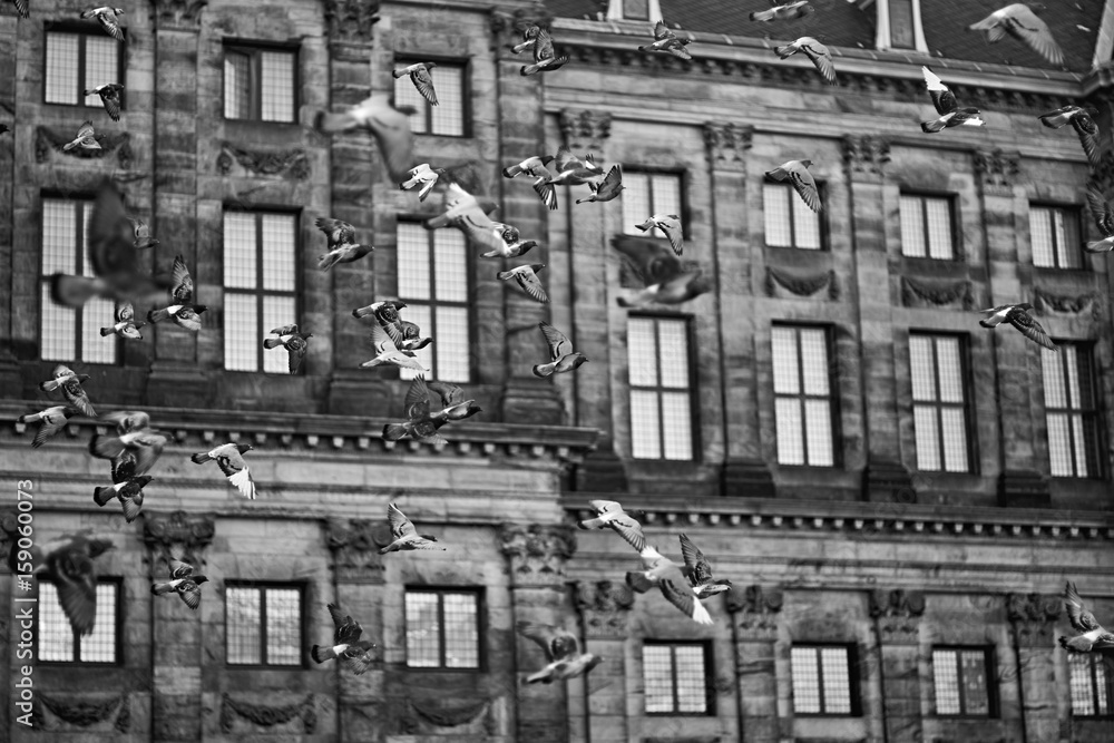 Birds flying around the city of Amsterdam