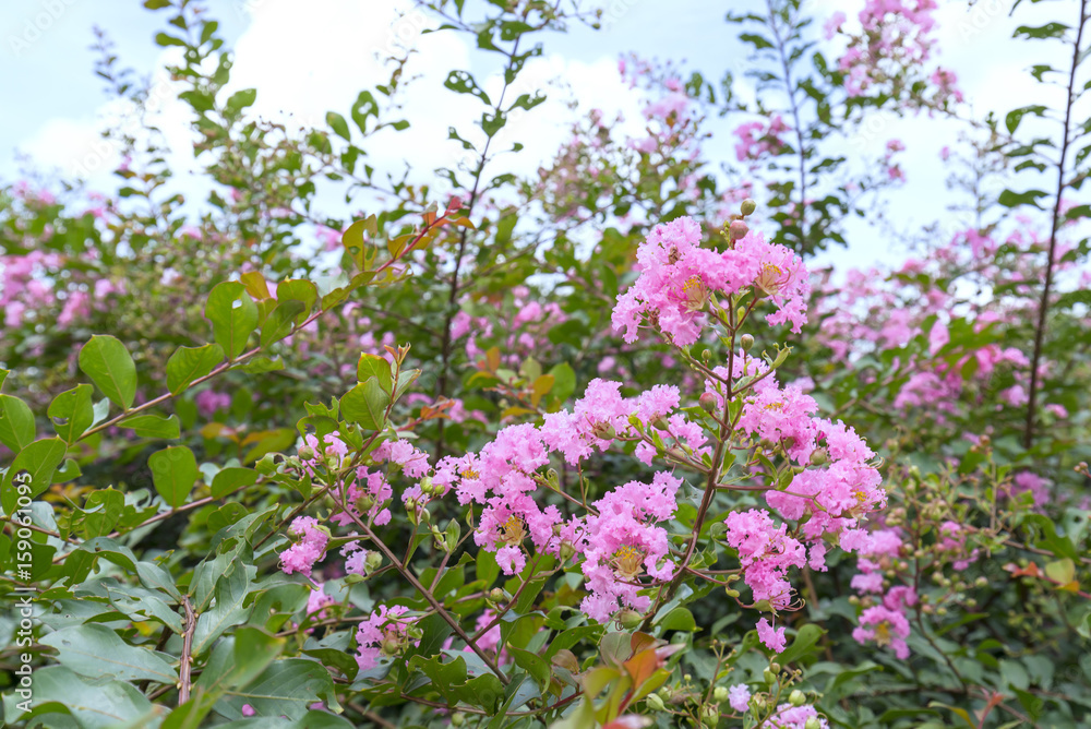 Lagerstroemia indica flowers bloom in the garden with romantic pink for those who love flowers and pink, this flower usually blooms in summer in the tropics.
