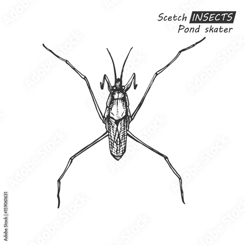 Hand drawn pond skater