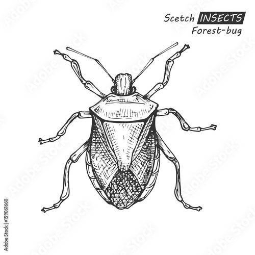 Hand drawn forest-bug