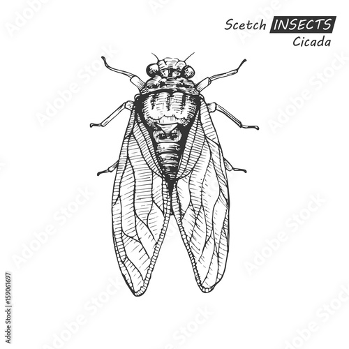 Hand drawn cicada