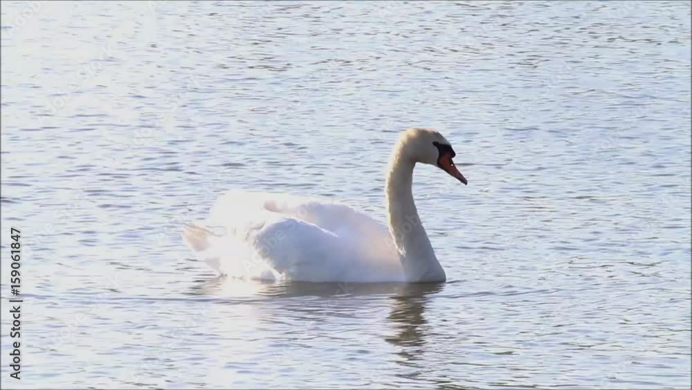 swan in a lake with sun reflections
swan in a lake with sun reflections