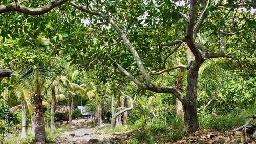 Tropical forest near village