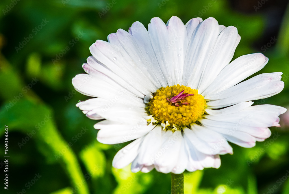 Obraz premium Flower field chamomile