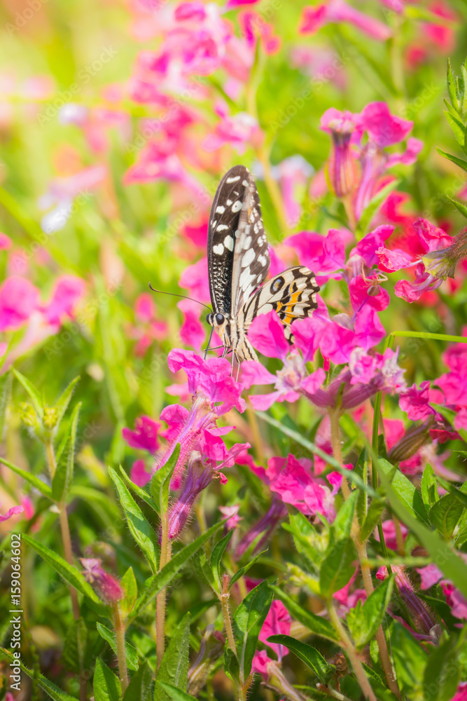 Beautiful Butterfly on Colorful Flower Beautiful Butterfly on Colorful Flower