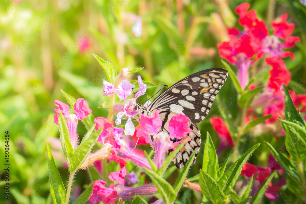 Beautiful Butterfly on Colorful Flower Beautiful Butterfly on Colorful Flower