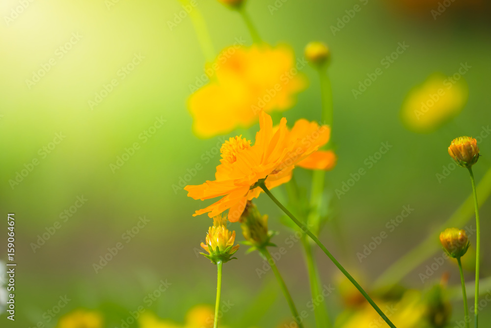 The background image of the colorful flowers The background image of the colorful flowers