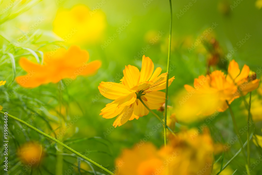 The background image of the colorful flowers The background image of the colorful flowers
