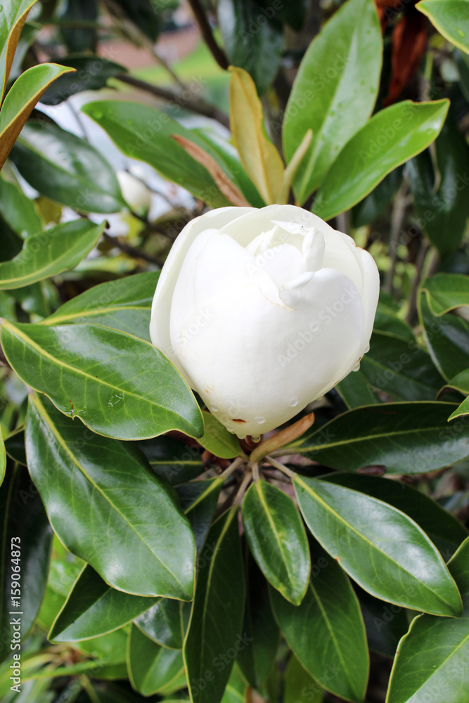 Naklejka premium White magnolia bud with rain drops
