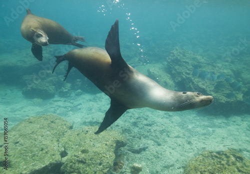 Sea lions underwater 