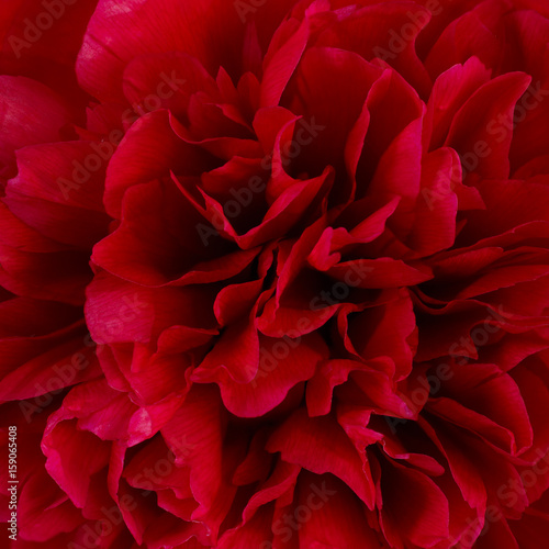 Fototapeta Naklejka Na Ścianę i Meble -  Red  flower Paeonia lactiflora photographed macro