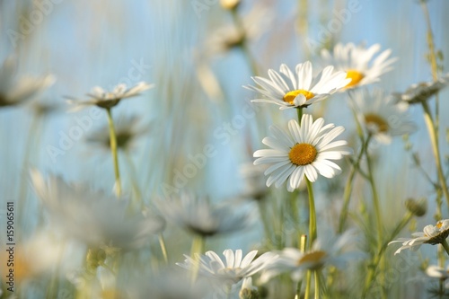 Fototapeta Naklejka Na Ścianę i Meble -  Daisy in a meadow