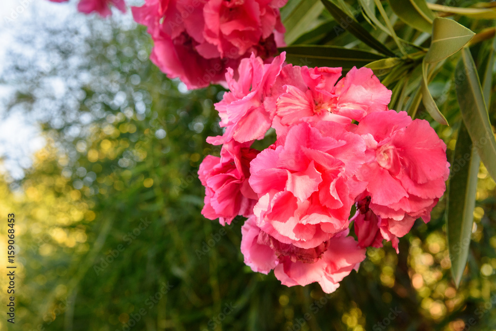 Pink Nerium oleander flower Pink Nerium oleander flower