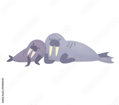 セイウチ