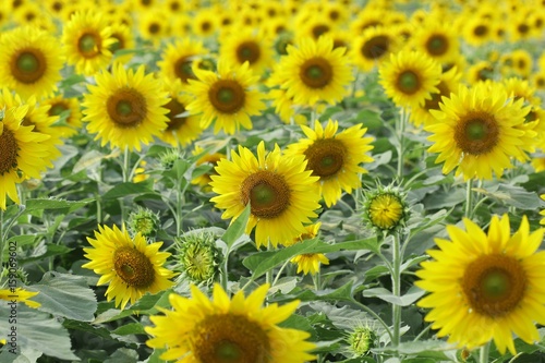 Fototapeta Naklejka Na Ścianę i Meble -  Sunflowers garden,field sunflower   