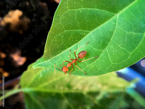 Green leaves and red ant, macro ant, close up ant