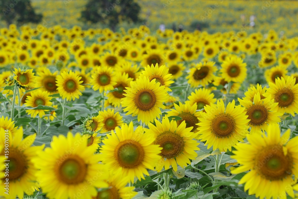 Sunflowers garden,field sunflower Sunflowers garden,field sunflower