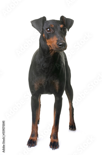 female manchester terrier © cynoclub