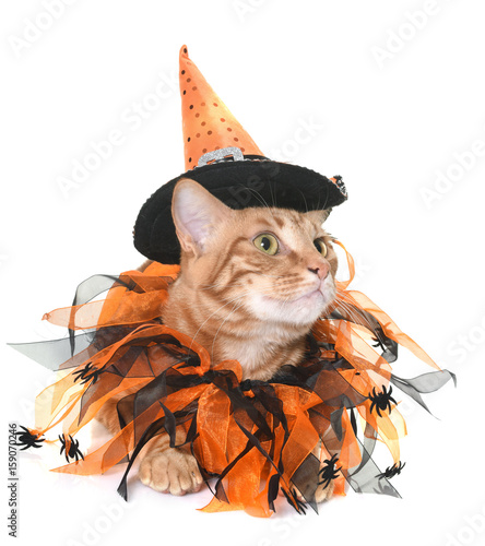 Fototapeta Naklejka Na Ścianę i Meble -  ginger cat and halloween