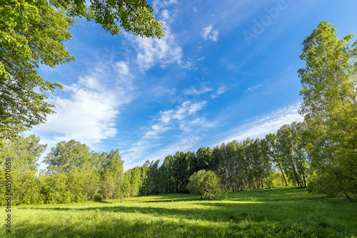 Young foliage of the May park