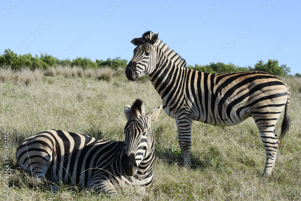 Obraz premium Plains Zebra, Addo Elephant National Park