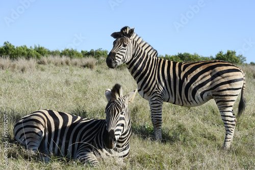 Plains Zebra  Addo Elephant National Park