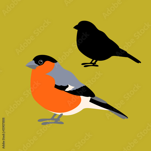 bullfinch bird vector illustration style Flat profile silhouette