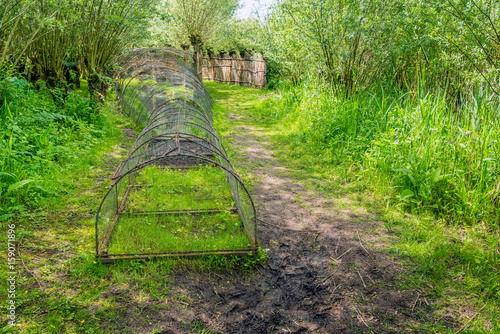 Fotografi End of the pipe of a historic duck decoy in a Dutch nature reserve