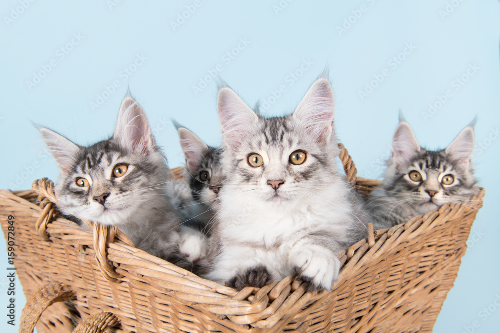 Maine coon kittens in basket