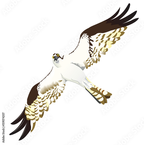 Balbuzard veillant dans le ciel