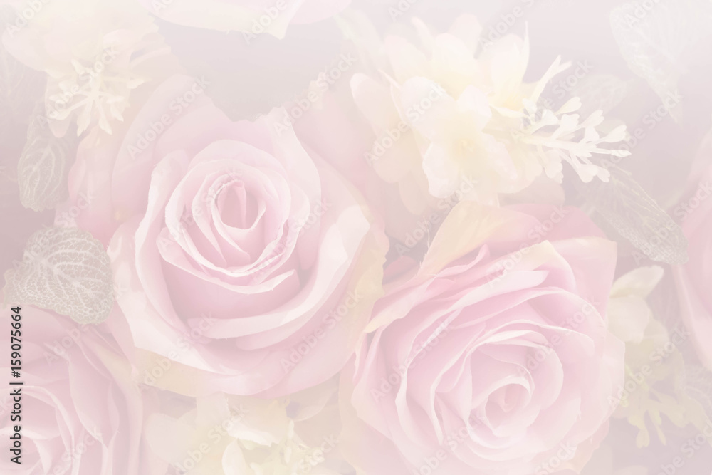 pink roses in soft color pink roses in soft color