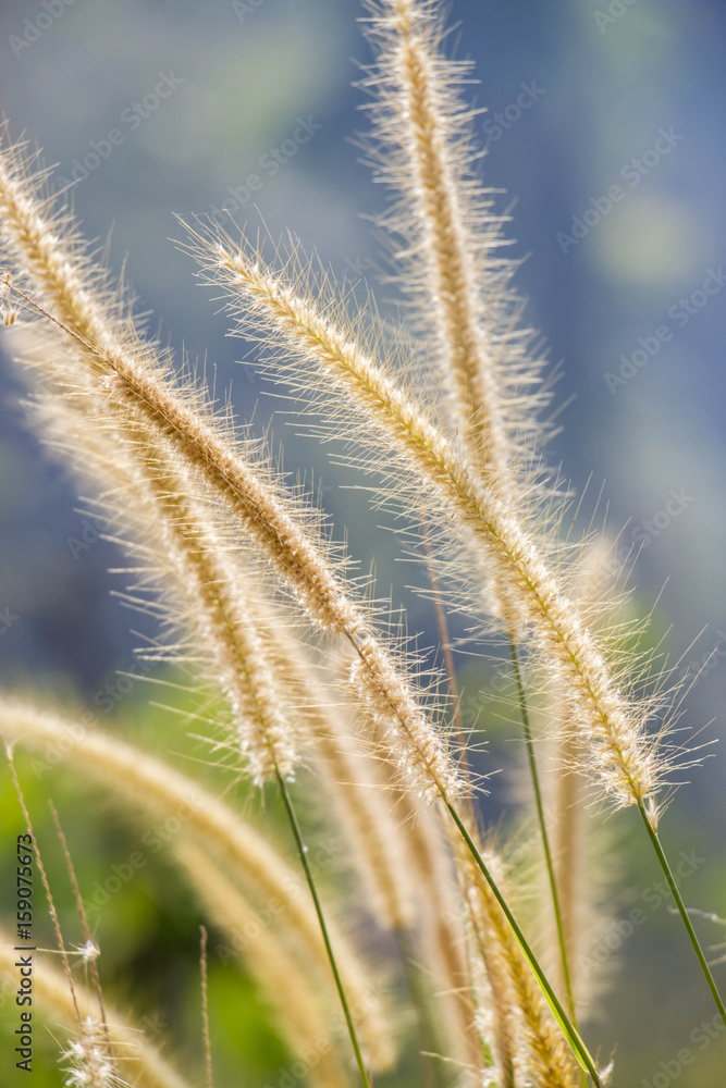 feather pennisetum or mission grass