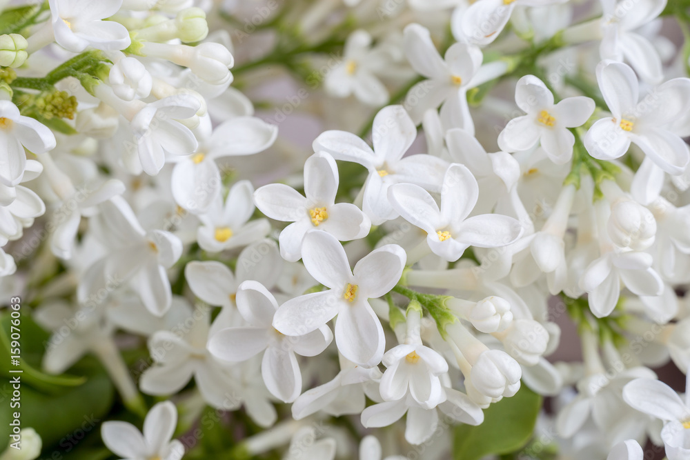 An image of all the branches of lilac. An image of all the branches of lilac.