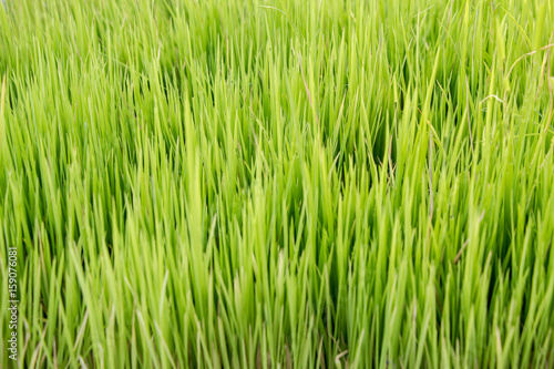 blurred of green grass