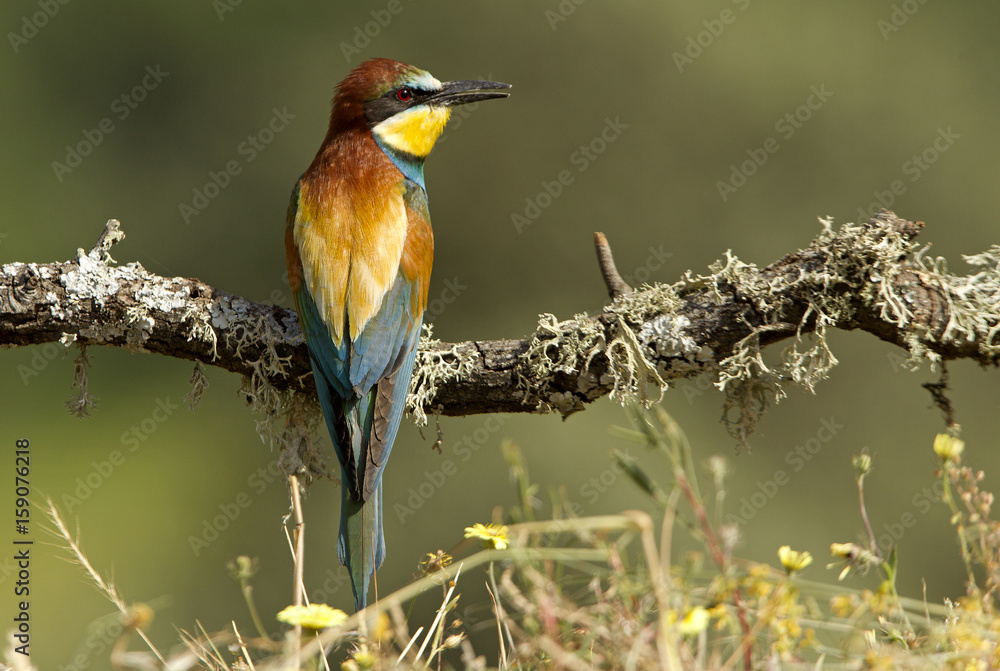 Obraz premium European Bee-eater. Merops apiaster