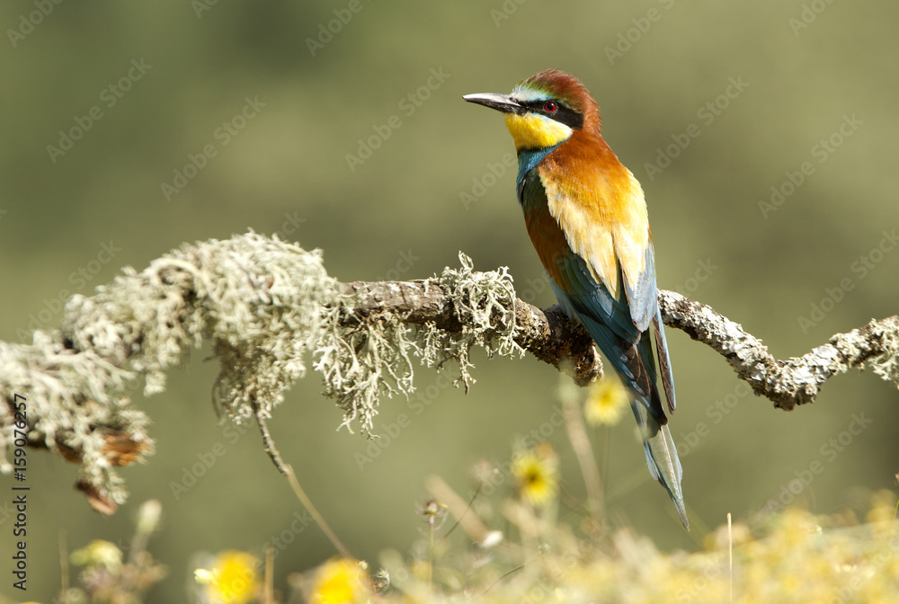 Fototapeta premium European Bee-eater. Merops apiaster