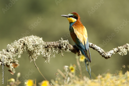 European Bee-eater. Merops apiaster