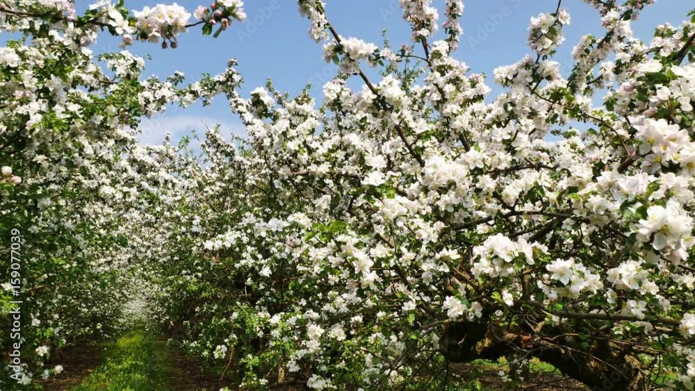 Beautiful blossoming apple-tree garden Beautiful blossoming apple-tree garden