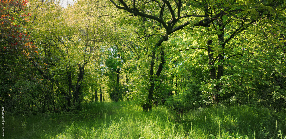 Лиственный лес летом. Лесные тропы в лесу Stock Photo | Adobe Stock