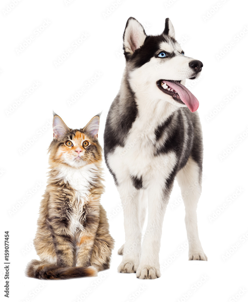 Siberian husky dog and cat