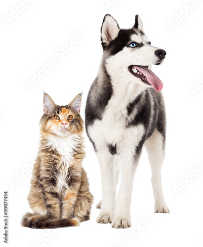 Siberian husky dog and cat