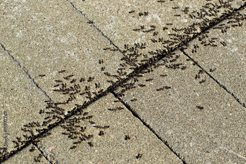 Ants in cracks in paving stones photo