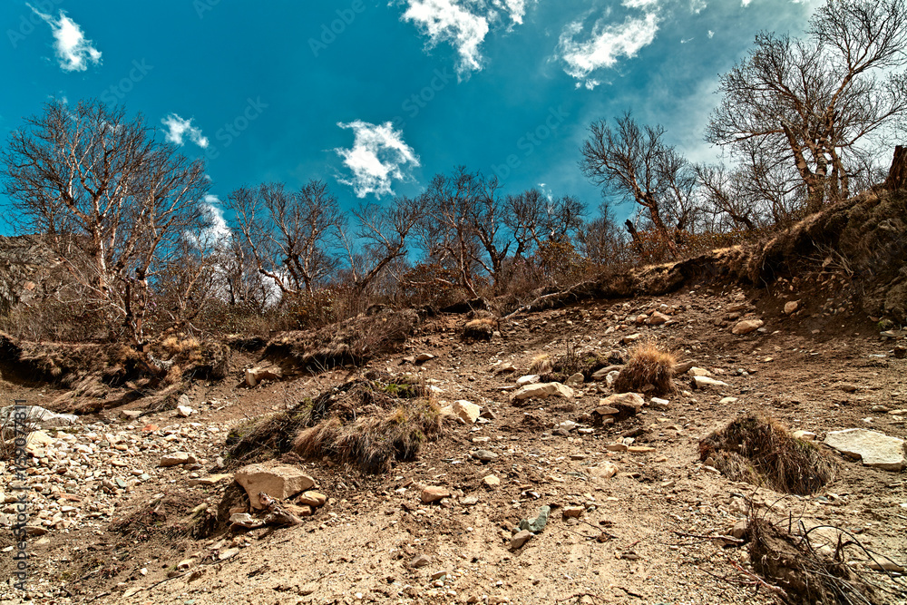 Obraz premium Nakied mountain trees in Himalaya mountains. Gaumukh glacier, Gangotri, Uttarakhand, India.