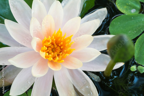 white lotus flower background soft focus.