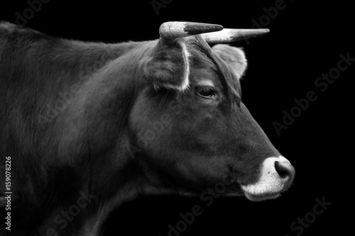 Ritratto di mucca di profilo in bianco e nero photo