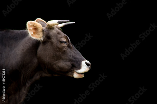 Profilo di mucca photo