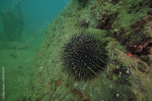 Sea urchin Evechinus chloroticus on rock covered with layer of sediment and some vegetation.