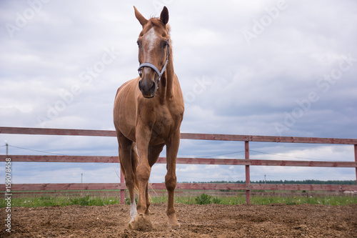 Brown horse: akhal teke photo